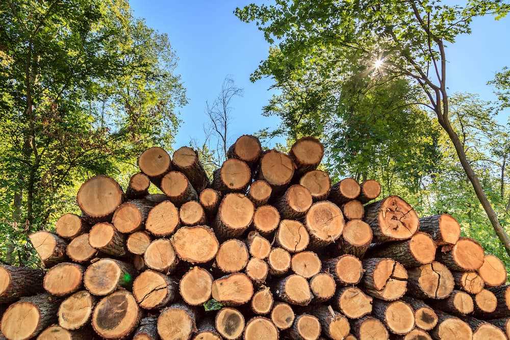 Lufttrockenes Holz