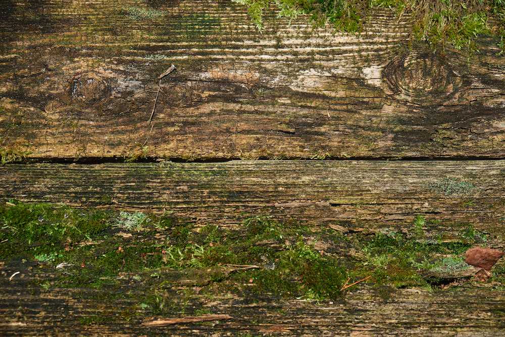 Holzasche gegen Moos Eine natürliche Lösung für effektive Moosbekämpfung