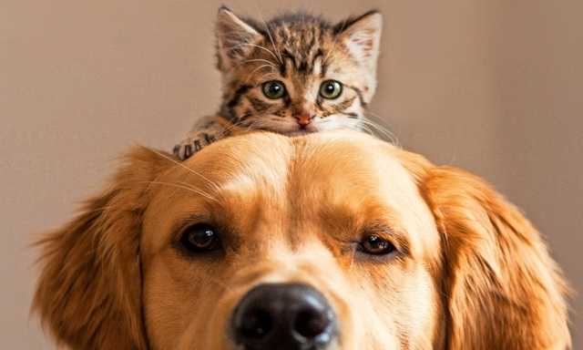 Haustiere: Hund oder Katze?