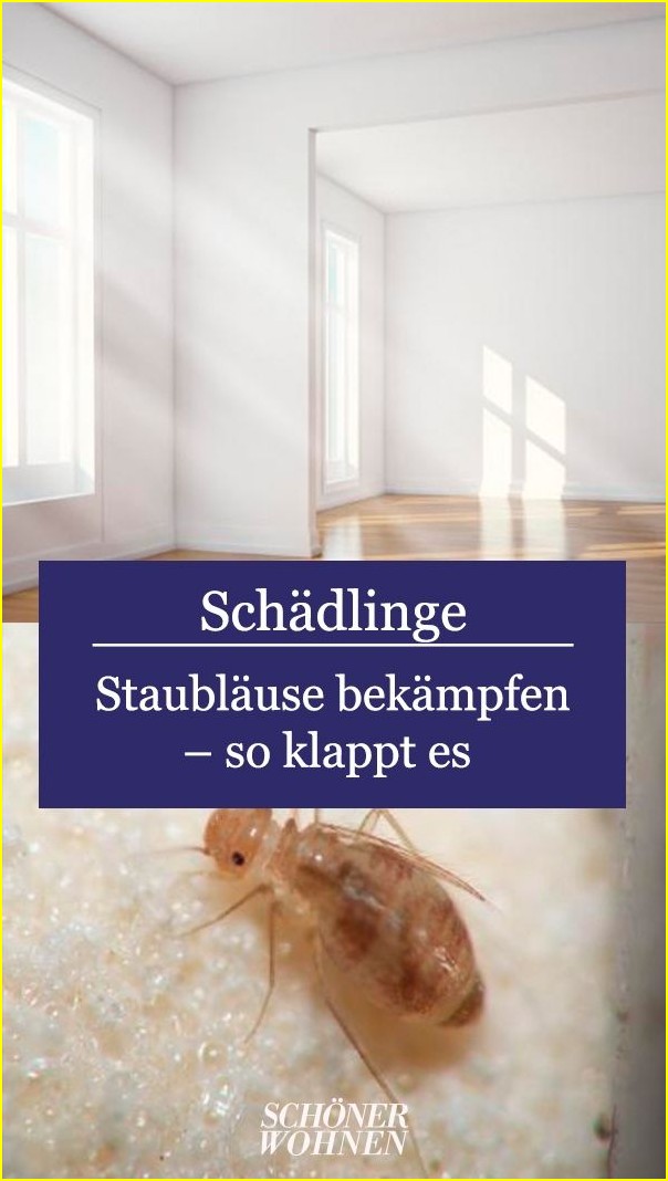Staubläuse erkennen: 7 Alarmsignale & Sofortmaßnahmen für Ihr Zuhause () Staubläuse erkennen: 7 Alarmsignale & Sofortmaßnahmen für Ihr Zuhause